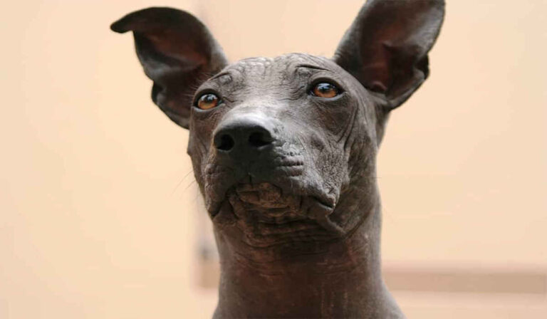 Conozca al perro peruano sin pelo: La mascota nacional de Perú